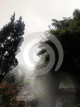 Forest In west Java Subang Ciater