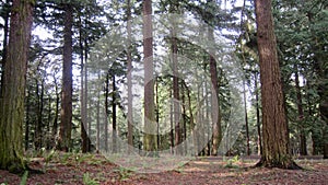 Forest of Western Red Cedar trees atop Mt Tabor Park in Portland, Oregon