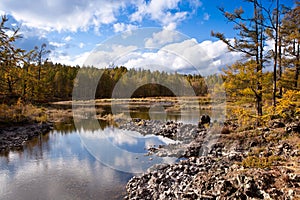 Forest and wetland photo