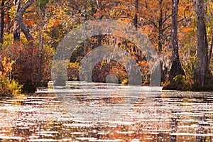 Forest wetland Merchants Millpond N Carolina USA