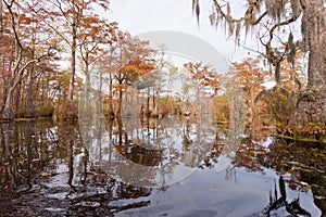 Forest wetland Merchants Millpond NC State Park US