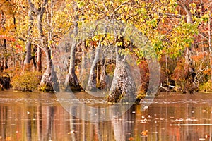 Forest wetland Merchants Millpond NC State Park US