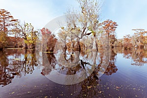 Forest wetland Merchants Millpond NC State Park US