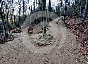 forest in which there is a track for bicycles trail tilted