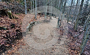 forest in which there is a track for bicycles trail tilted