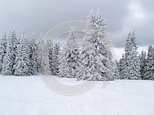 Bosque en blanco 