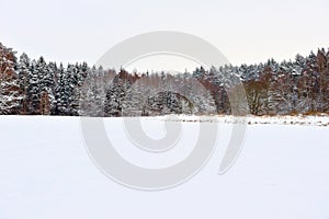 Foresta un bianco il cielo 