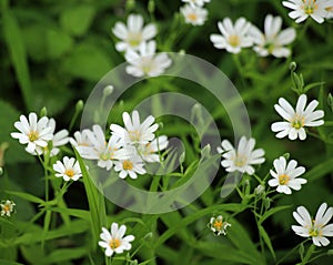 In the forest in the wild bloom Stellaria holostea