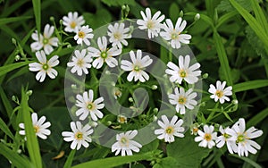 In the forest in the wild bloom Stellaria holostea