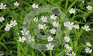 In the forest in the wild bloom Stellaria holostea photo