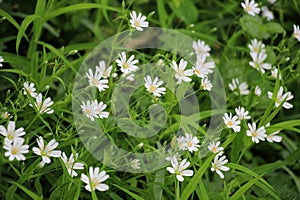 In the forest in the wild bloom Stellaria holostea photo