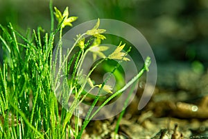 Forest wild flower Gagea minima or yellow star. Dew on green grass photo