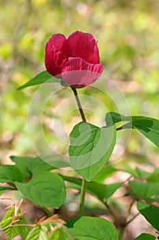 Forest wild flower peony caucasian