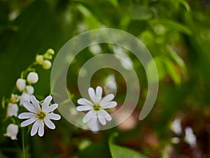 Forest wild flowers with blurred