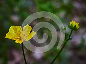 Forest wild flowers with blurred