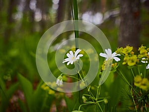 Forest wild flowers with blurred back