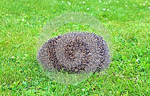 Forest wild hedgehog