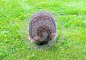 Forest wild hedgehog