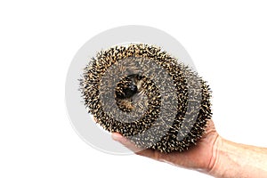 Forest wild hedgehog isolated
