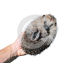 Forest wild hedgehog isolated