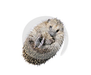 Forest wild hedgehog