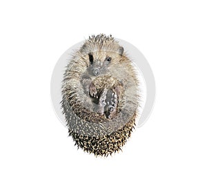 Forest wild hedgehog isolated