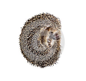 Forest wild hedgehog isolated