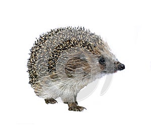 Forest wild hedgehog isolated