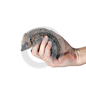Forest wild hedgehog on the palm