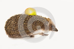 Forest wild hedgehog