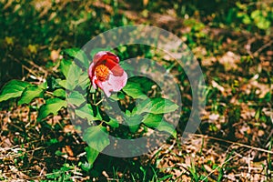 Forest wild peony flower Caucasian