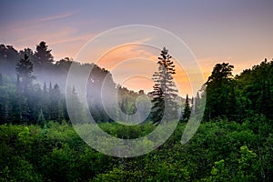 Forest and wild vegetation at sunset