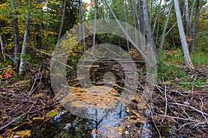 Forest Wilderness At Hartwick Pines State Park