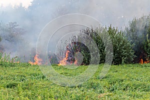 Forest wildfire. Burning field of dry grass and trees. Heavy smoke against blue sky. Wild fire due to hot windy weather