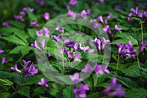 Forest wildflowers Cardamine pentaphyllos in spring