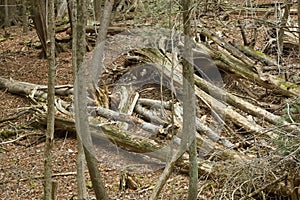 Forest Wind Storm Damage Fallen Trees