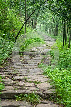 Forest winding Path