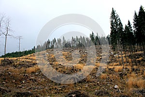 Forest after windthrow Slovenia