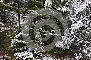 Forest in the winter