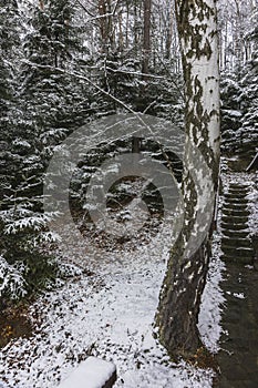 Forest in the winter