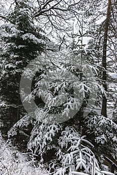 Forest in the winter