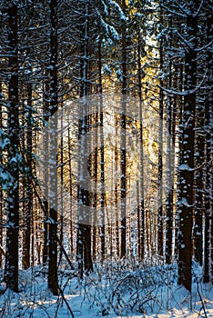 Forest in the winter