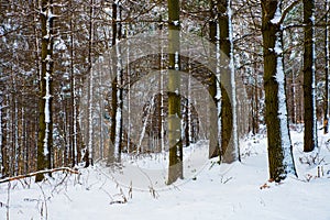 Forest in the winter