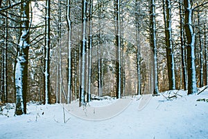 Forest in the winter