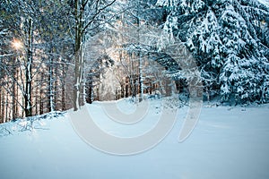 Forest in the winter