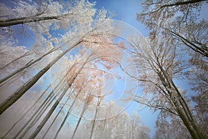 Les v zimě 