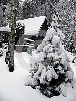 Forest in winter