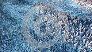 Forest in winter from above.