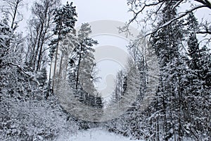 Forest in winter