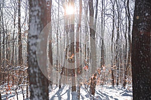 Forest in winter. The edge of a snow-covered forest with rows of tall dark bare birches and fluffy firs.